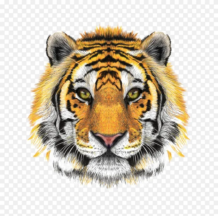 Tigersinay Com Tr剪贴画 老虎png图片素材免费下载 图片编号 Png素材网