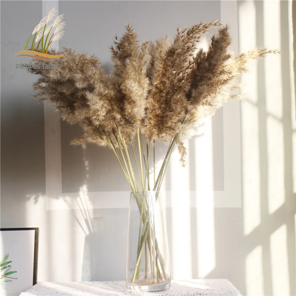 Flores de boda reales grandes, hierba de Pampas de gran tamaño, decoración de  flores secas naturales, ramo de flores de plumas para decoración de fiesta  en casa y tienda|Flores artificiales y secas| -