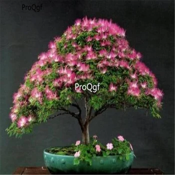 

Ngryise 2000Pcs A Set Albizia Flower Mimosa Silk Tree