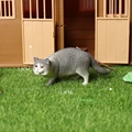 Exotic shorthair A