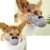 Сетчатая собачья Морда Pet Mouth Mask Anti Bit Dogs Traning Muzzle No Bite Anti Bark For Small Medium Dog Yorkshire Chihuahua
