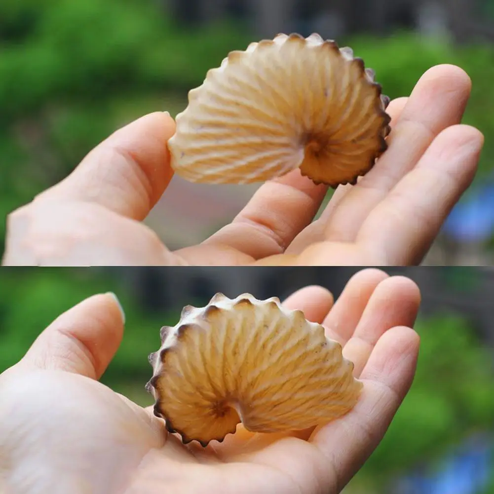 1PCS 5cm Natural Conch Shell Mediterranean Terraces Wall Decoration Collection Gifts Large Octopus Coral Snail Shells Specimens natural shell ornaments