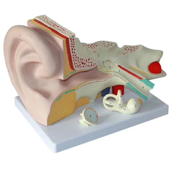 

Profession Human Anatomical Ear Model Department of Otolaryngology Medical Use Inner Ear Labyrinth Model