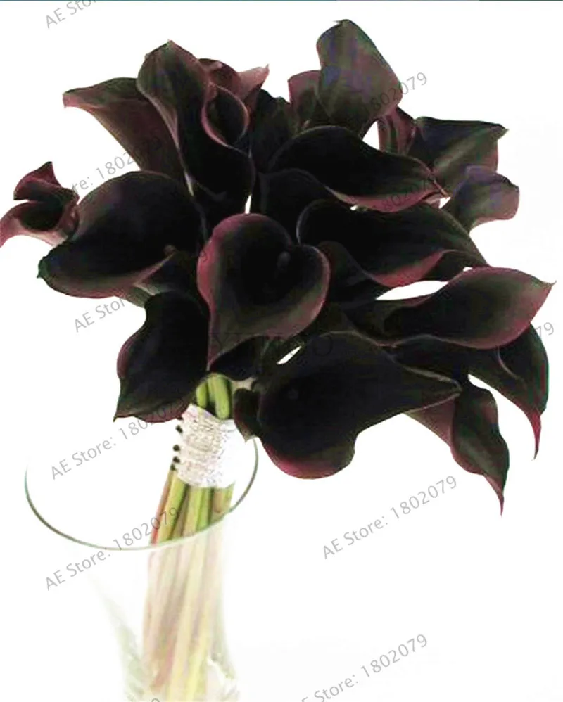 18 103 шт смешанные цвета Calla, calla lily plantas, редкий прекрасный бонсай цветок Флорес, горшок для домашнего сада и двора - Цвет: 18