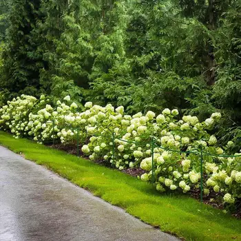 

Garden Border Supports Plant Support 2Pcs Plant Support Ring Cage Garden Plant Support Stake Half Round Durable