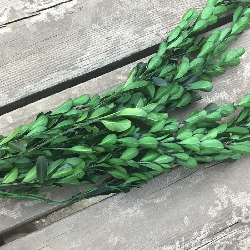 50 г настоящие засушенные консервированные Buxus Sinica вечные сережки-гвоздики с листочками, сушеные натуральные свежие вечные коробчатые цветы ветви для домашнего декора