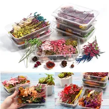 1Box Mixed Real Dried Flowers Dry Plants Pressed Flowers for DIY Epoxy Resin  Jewelry Making Pendant Necklace Crafts Accessories