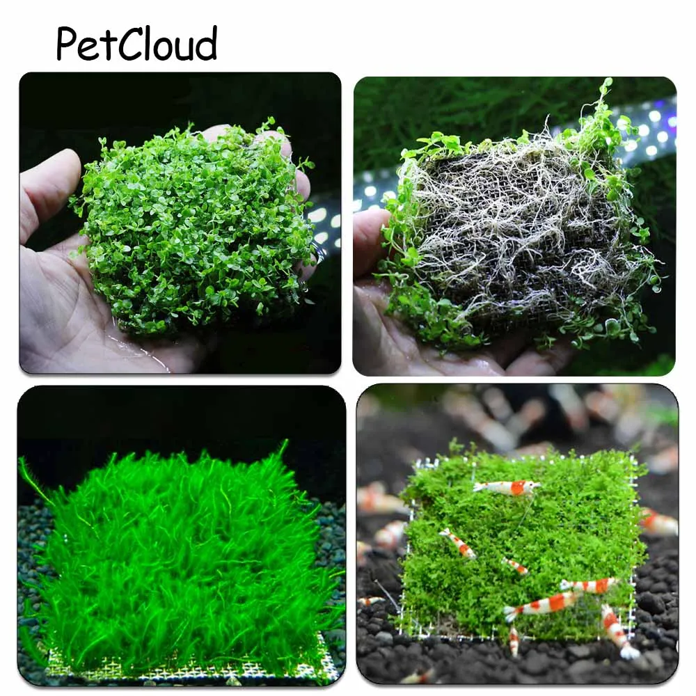 DIY Aquarium Decoration Net For Aquarium Plant Live Stainless Steel Wire Mesh Water Grass Plants Fixed Net Fish Tank Accessories