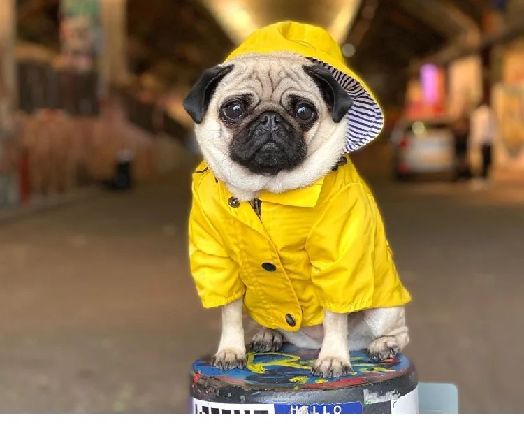 Cheap Capas de chuva para cães