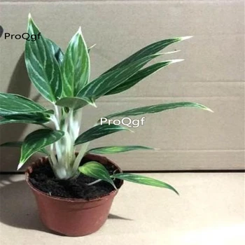 

Ngryise 1Pcs A Set Aglaonema commutatum Pseudo bracteatum White Raj