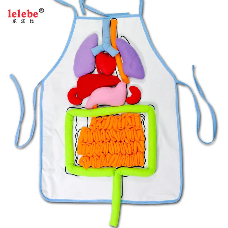 

Lelebe Kindergarten Science Visceral Teaching Aids Children'S Educational Stereo Organ Apron Early Educational Teaching Aid