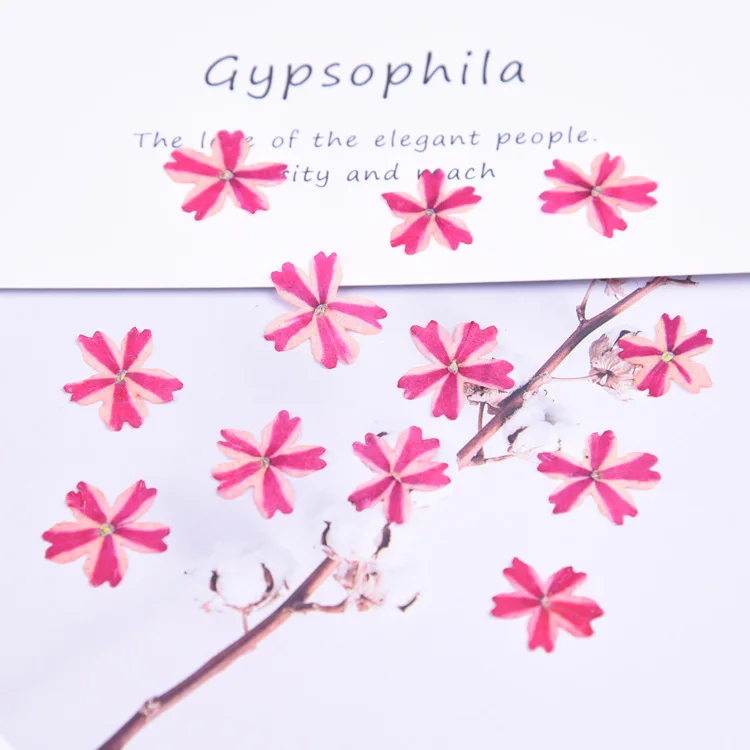 24pcs Natural Pink-sakura Flower Petals Real flower for DIY Wedding invitation Craft Photo Bookmark Gift Card Facial Decoration | Дом и сад