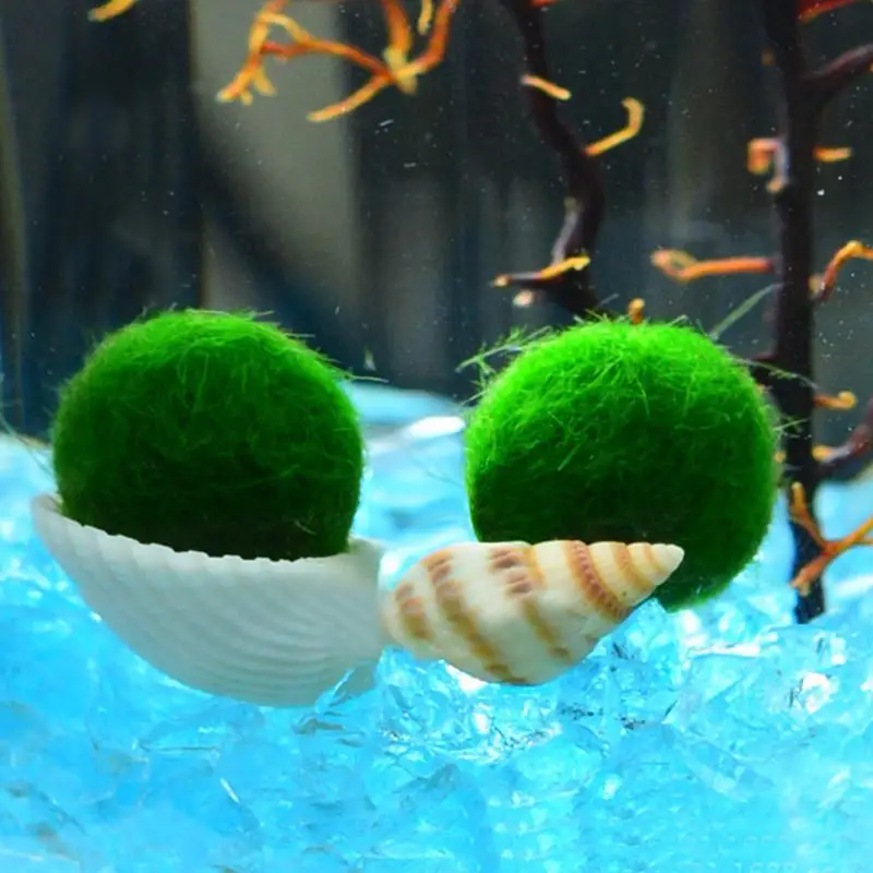 Счастливый шарик из морской водоросли Cocci происхождения поставки экологически чистых морских деревьев аквариума украшения - Цвет: green