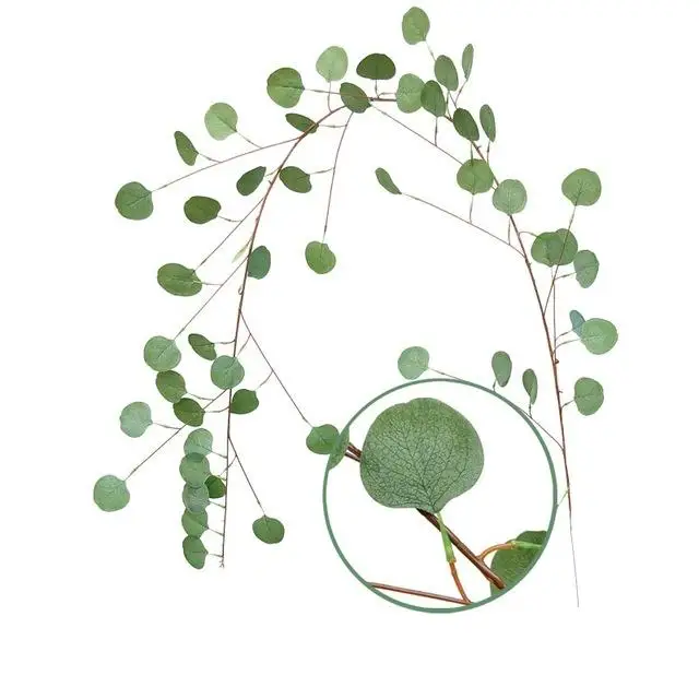Gray Green 170cm Искусственный эвкалипт стена из виноградных лоз Декор Искусственный шелк эвкалипт ротанга зелень плюща венок свадебное украшение искусственное растение - Color: Gray Green 170cm
