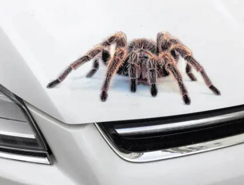 3D Автомобильная наклейка животные бампер паук Гекко скорпионы Abarth виниловая наклейка наклейки Автомобили Аксессуары для автомобилей и мотоциклов Наклейка на стену s - Цвет: Red Spider