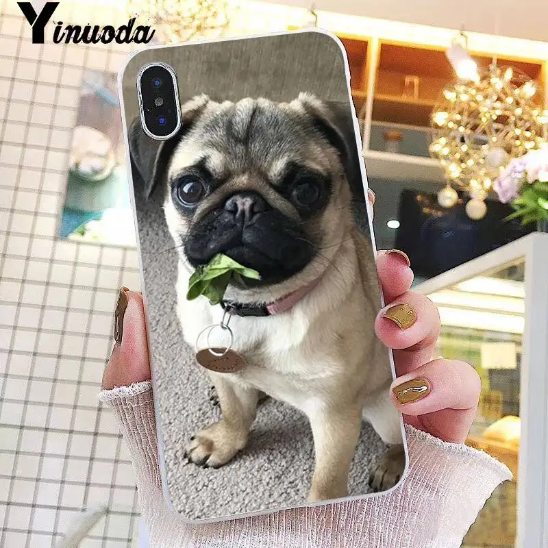 Animal Cute Pug Dog