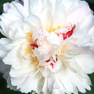 Peony couronne d'Or peony peonies cuckoos nest seedlings of peonies rhizome of peonies| | - AliExpress