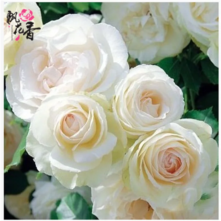 

Wholesale Europe Climbing Rose White Lonza Gemstone