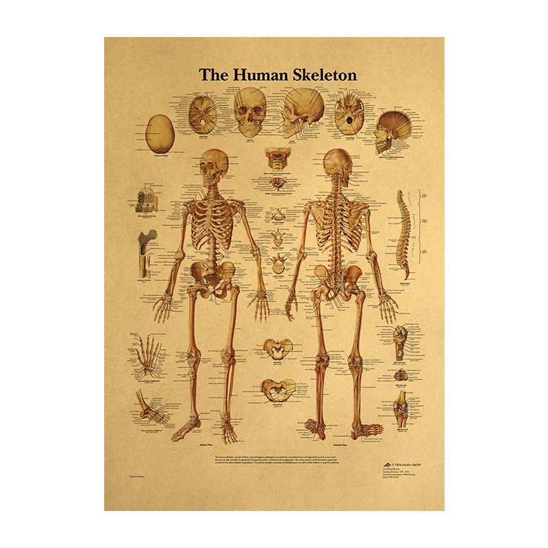 

Nervous System Poster The Skeleton Of The Body Structure Classroom Decoration Paintings Wall Sticker Bar Home Decor Accessories