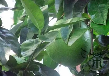 

Corsican Citron Diamante Citron Xiang-Pao