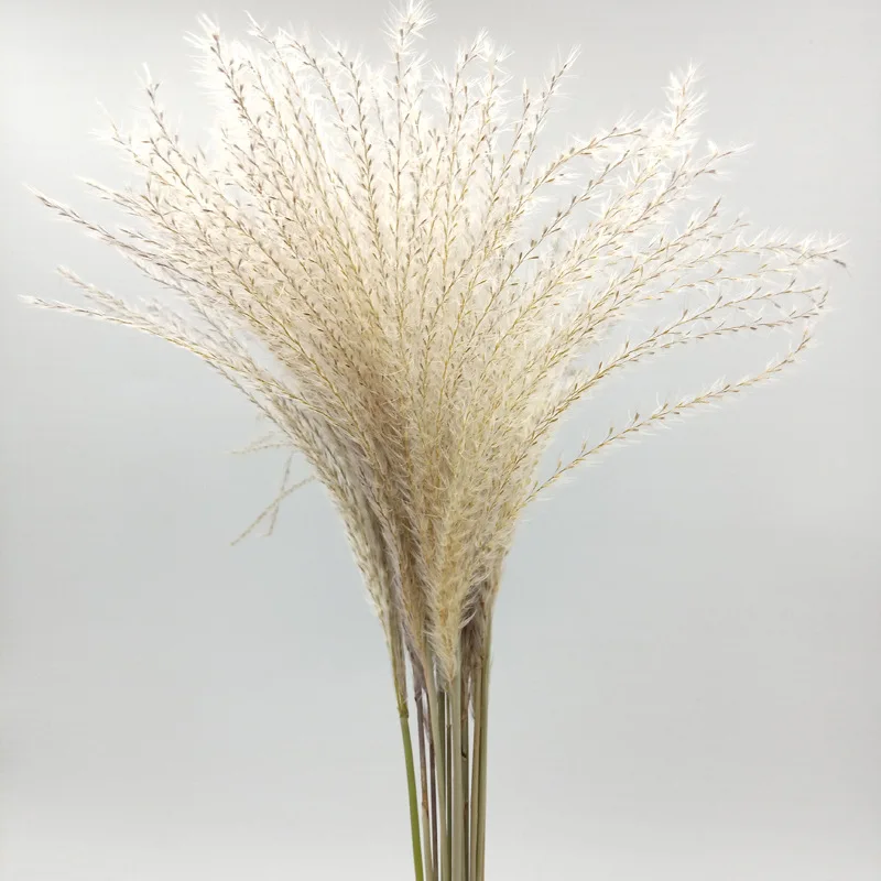Small reed60cm100pcs 30 шт. пампасы трава тростник сухой цветок свадебное оформление букета настоящий высушенный цветок гостиная пол предметы интерьера стрельба реквизит - Цвет: Small reed60cm100pcs