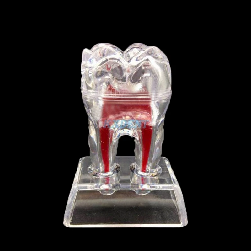 

1pcs Dentist Dental Crystal Base Hard Plastic Teeth Tooth Molar Model Separable Dentidtry Teeth Model
