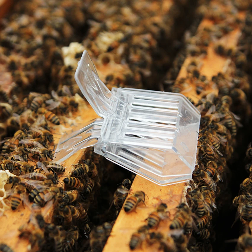 1 шт. пластиковая клетка для пчелиной матки Catcher клип ловушка для пчел прозрачная клетка для пчелы ловушка для пчел инструмент для ловли пчеловодства оборудование для пчеловодства