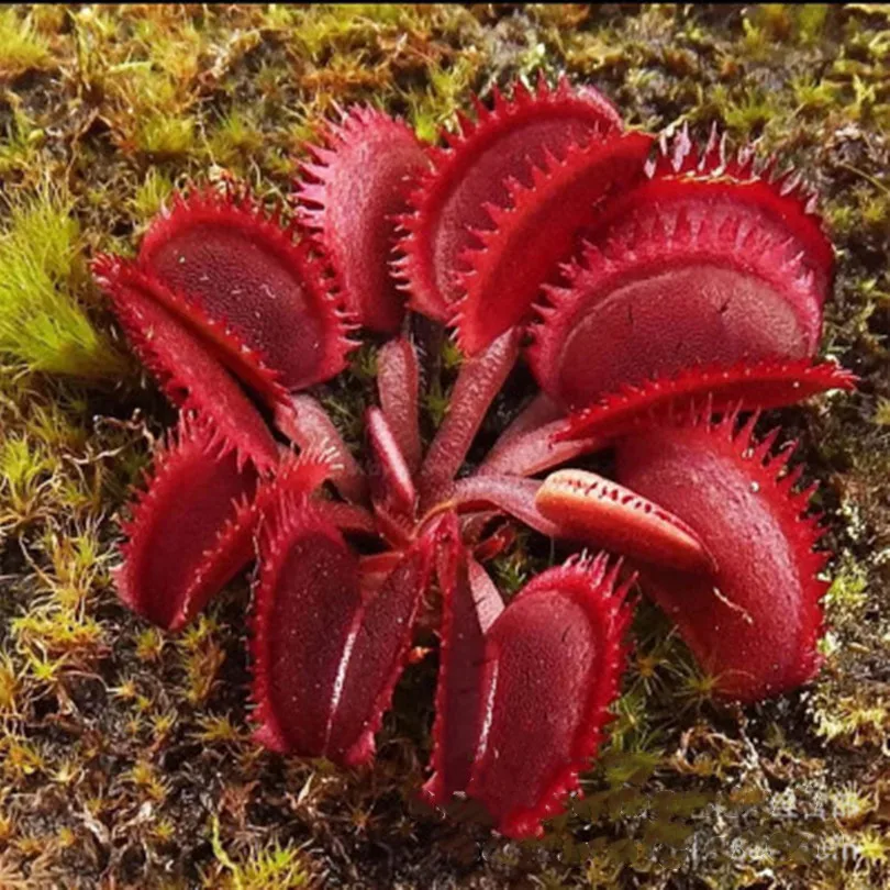 

Fresh Real Eat Cordyceps Giant Clip Venus FlytrapCarnivorous Plant Plant Novelty Plants 10pcs
