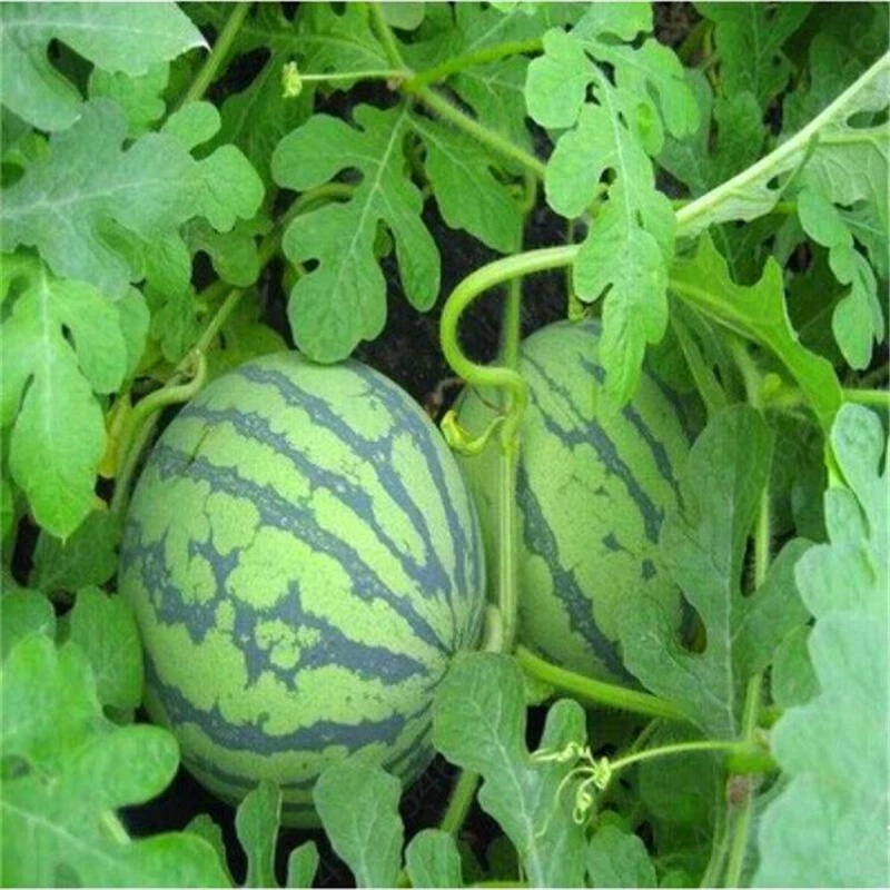 Лидер продаж! 30 шт. супер гигантский арбуз бонсай вкусные фруктовые растения здоровые органические овощи фрукты бонсай растение для домашнего сада - Цвет: 2