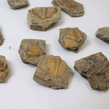 

1 PC Natural Trilobite Tail Fossil Ancient Fossils Teaching Specimens Collection