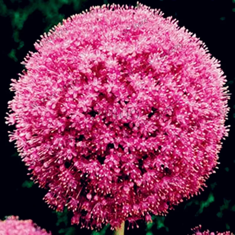 200 шт./пакет фиолетовый Giant Allium Giganteum, красивый цветок-бонсай садовое растение в уровень почкования 95% редкий цветок для детей