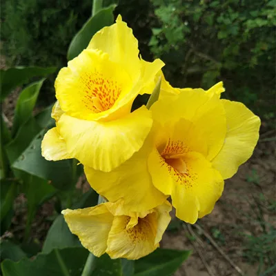 50 шт. свежий настоящий цветок Canna indica OoSementes - Цвет: 2