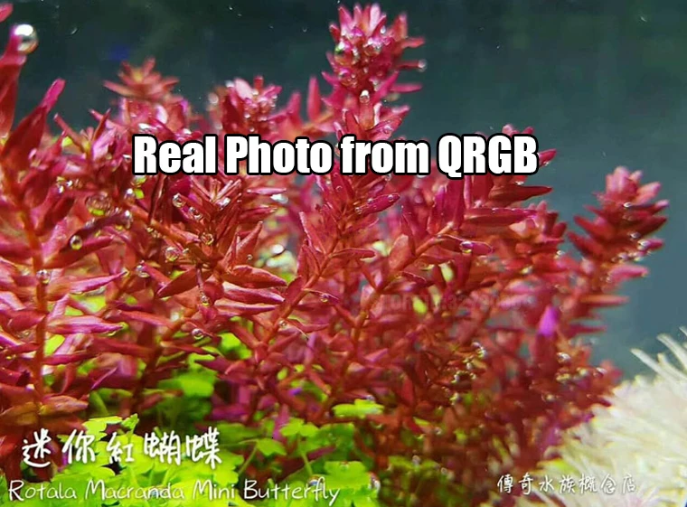 Аквариум ADA эффект RGB полный спектр Смарт Contrl воды Светодиодная лампа для роста растений рассвет закат аквариумные растения аквариум