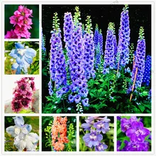 100 шт./пакет larkspur бонсай смешанные яркие ракета larkspur консолидации Ajacis цветы дельфиниума растений для дома и сада