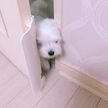 

Korean version of the pet door cat dog free entry and exit door modification kit pet self-opener auxiliary door