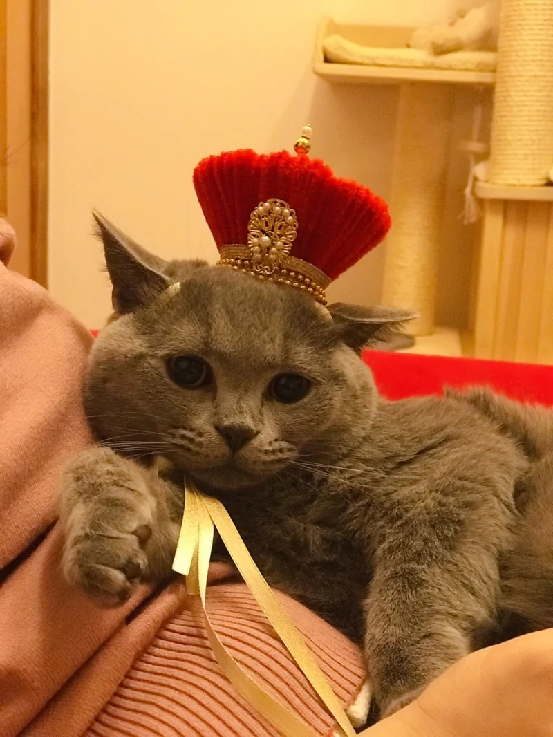 Ручной работы DIY императорский дворец Стиль император Qianlong Шляпа кошка и шапка для собак головной убор товары для домашних животных аксессуары для кошек