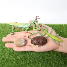 Ciclo de crescimento realista insetos orando mantis brinquedo figura pintado à mão ciclo de vida do mantis modelo brinquedos educativos em miniatura