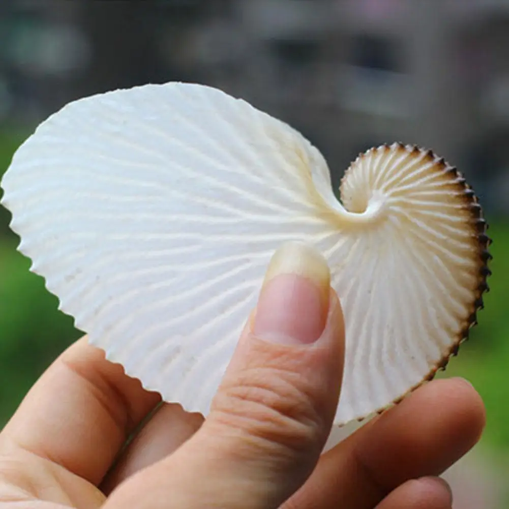1PCS 5cm Natural Conch Shell Mediterranean Terraces Wall Decoration Collection Gifts Large Octopus Coral Snail Shells Specimens natural shell ornaments