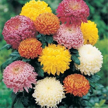 

120Pcs/lot Fresh Pink Flower Plant Bath Salts Colorful Pink Wild Chrysanthemum Essence MLXH-16-B