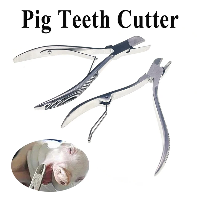Source Pince à dent de hamster de porc pince à découper en acier inoxydable  5.5 pince à cisailler couper les dents à feuilles pour animal on  m.alibaba.com