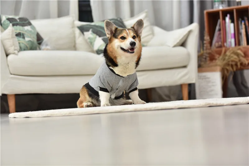 Одежда для собак, осенняя Новинка, милая куртка для собак, пальто, простой дизайн на липучке, одежда для собак чихуахуа, одежда для маленьких и средних собак