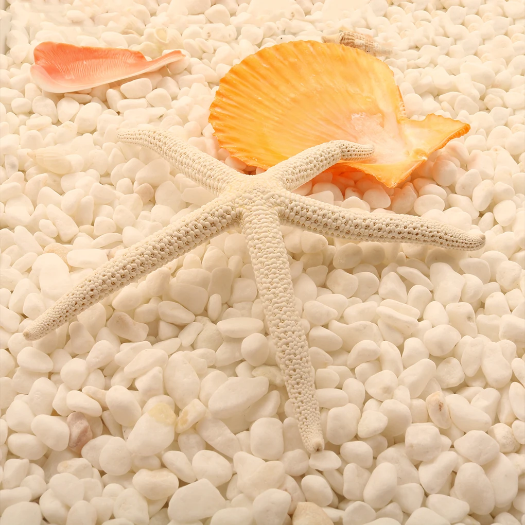 Natural 5-12cm 10-12cm White Finger Starfish Sea Stylish Home Hair Wedding Decor and Craft Project