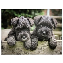 5D DIY Алмазная Картина фотографии на заказ, 3d-бриллиантовая вышивка, шнауцер собака, квадратная круглая вышивка крестиком Мозаика горный хрусталь живопись