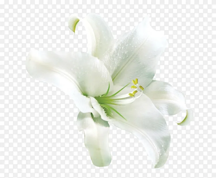 漂亮白色百合花素材图片png图片素材免费下载 图片编号qvmrldmy Pngbag素材网