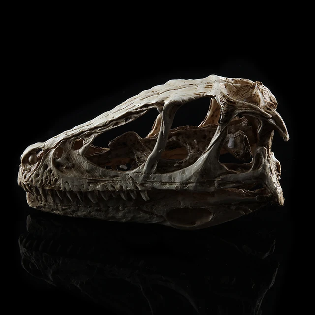 Nagy Pontosságú Tanítási Modell Dinoszaurusz Koponya Velociraptor Fosszilis Gyanta Polson Szobor Csontváz Figura - Image 4
