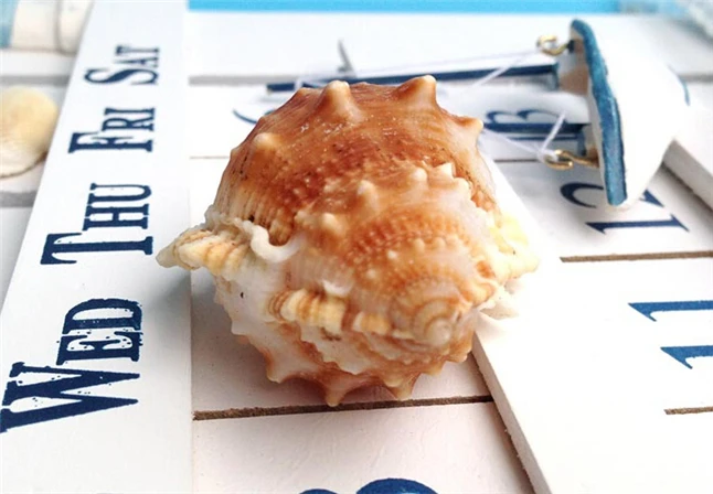 conchas seashell8.jpg