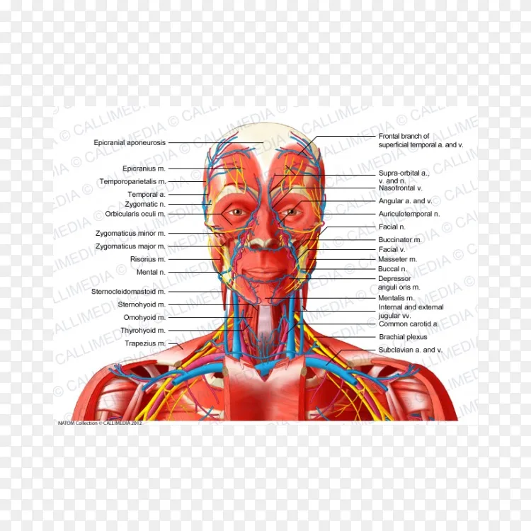 头颈前三角解剖血管人体颈血痕png图片素材免费下载 图片编号 Png素材网