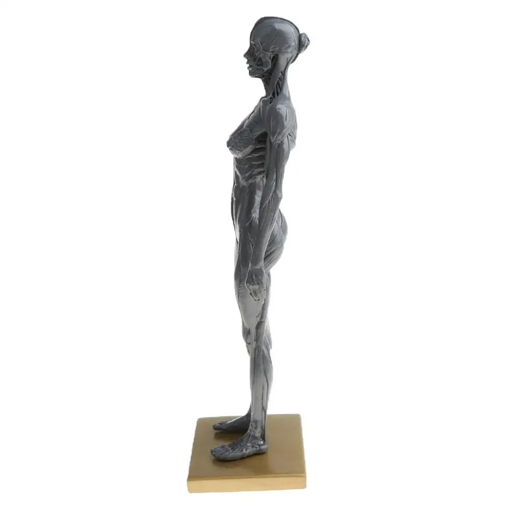 Женская анатомическая модель фигуры для художников серый Медицинский рисунок