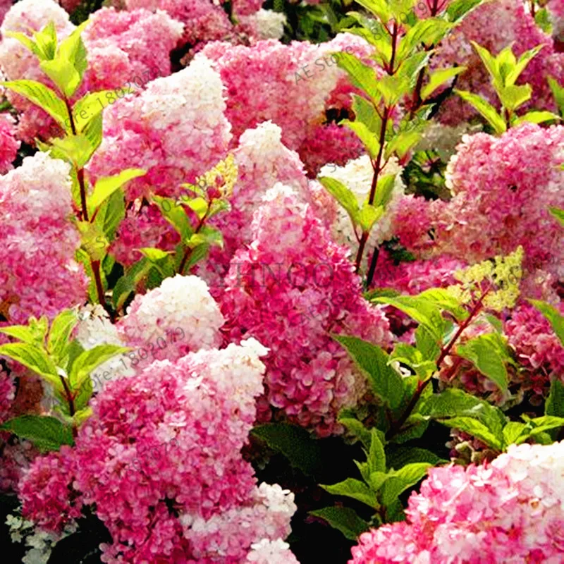 

50 pcs hydrangea
