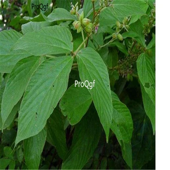 

Ngryise 500Pcs A Set Dictamnus dasycarpus